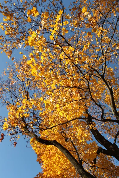 分離された緑の芝生 — ストック写真