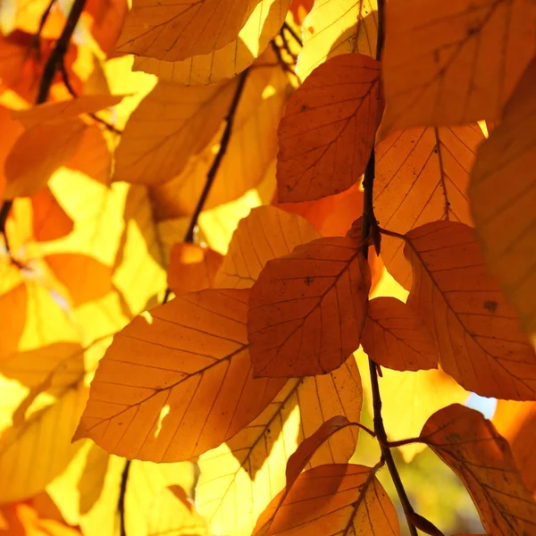 Gyllene blad i ljus — Stockfoto