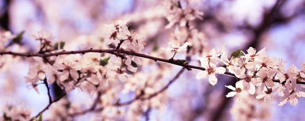 分離された緑の芝生 — ストック写真