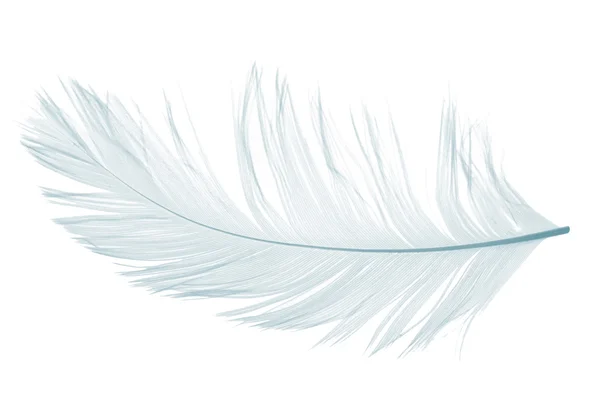 Φτερό σε λευκό — Φωτογραφία Αρχείου