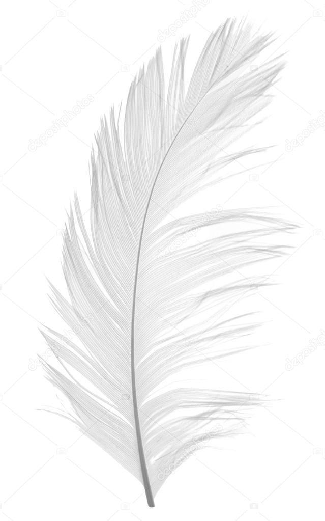 Feather in grey