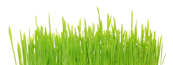 Gras über Weiß — Stockfoto