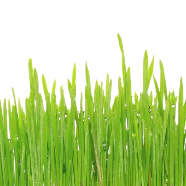 Gras über Weiß — Stockfoto