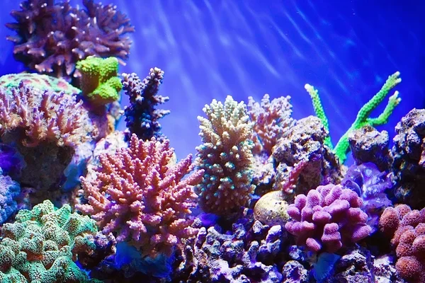 Koraal rif aquarium — Stockfoto