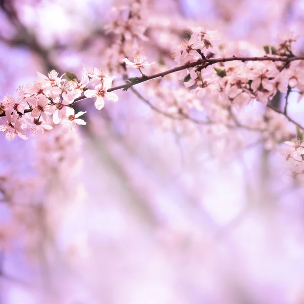 Sakura bloemen in het voorjaar — Stockfoto