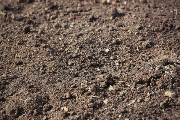 Богатый почвенный фон
