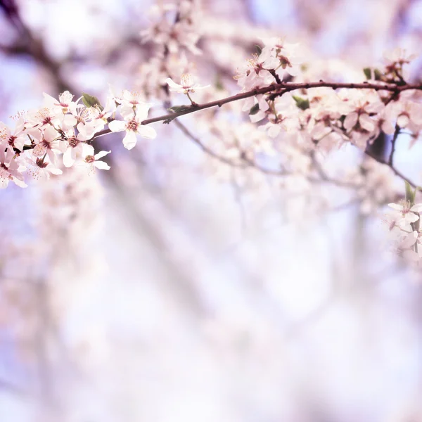 Sakura blommor på våren — Stockfoto