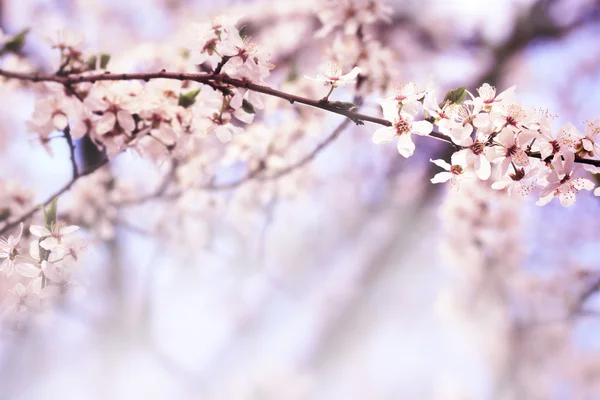 Sakura blüht im Frühling lizenzfreie Stockfotos