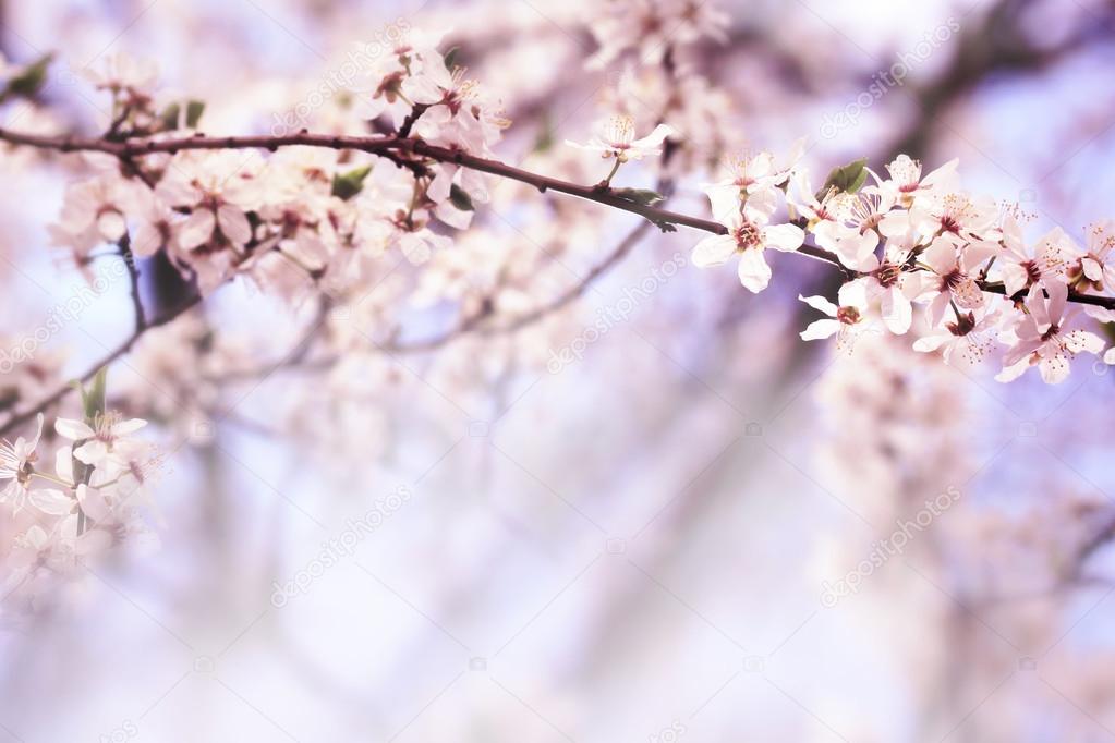 Sakura flowers in spring