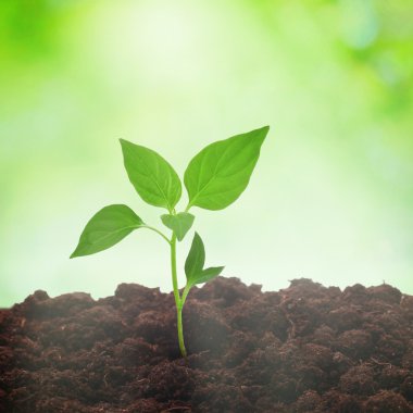 Bahar güneşli alan 