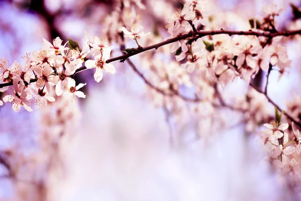 Sakura träd blommor — Stockfoto