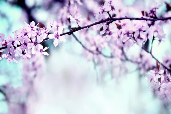 Sakura flores de árbol — Foto de Stock