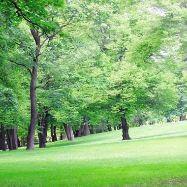 Güneş ışığı altında park