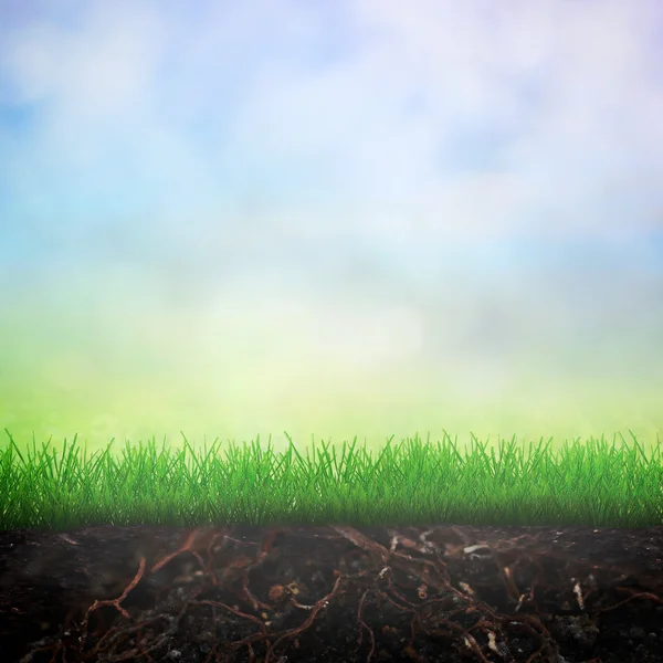 Grass growth in soil — Stock Photo, Image