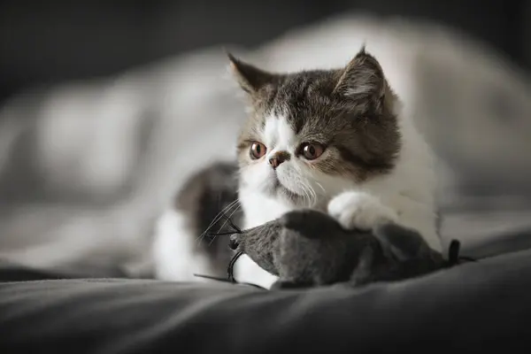 포르투갈 리스본 고양이 침대에 장난감 생쥐가 고양이 — 스톡 사진
