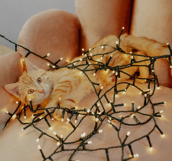 Kot Czerwonej Muszce Tło Świąteczne — Zdjęcie stockowe
