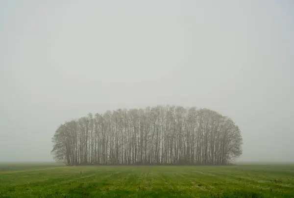 Paesi Bassi Noord Brabant Oosterhout Bare Trees Field Nebbigy Day — Foto Stock