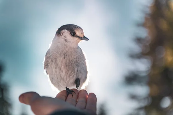 Canadá Columbia Británica Pájaro Posado Mano Masculina — Foto de Stock