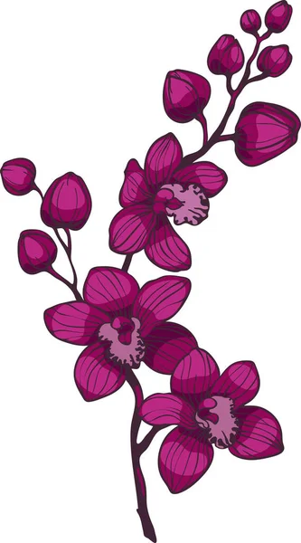 紫色の蘭の花 ベクトル図 白い背景の蘭の枝 — ストックベクタ