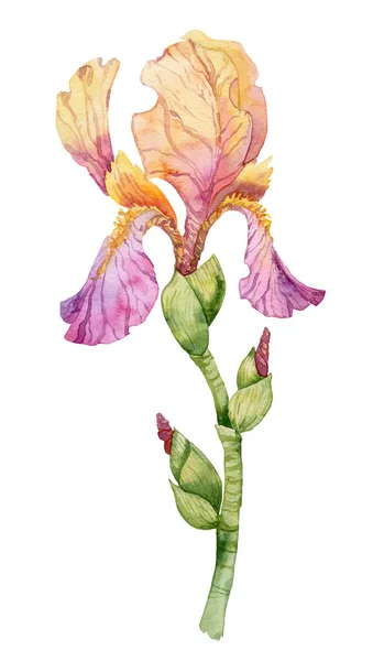 Kwiat Fioletowej Tęczówki Akwarela Ręcznie Rysowane Malarstwo Ilustracja Izolowane Białym — Zdjęcie stockowe