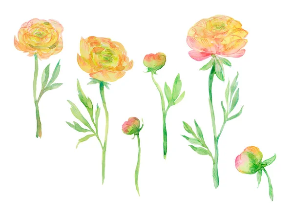 Yellow Buttercups Watercolor Illustration Set Flowers Buds — Stock Photo, Image