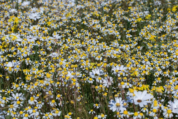 Field Flowers Mix Water Buttons Cotula White Daisies Dimorphotheca — Stock Photo, Image