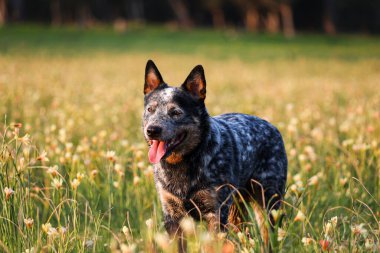 Avustralya Sığır Köpeği (Blue Heeler) çiçek tarlasında duruyor lale Burnu