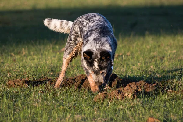 Australian Cattle Dog Blue Heeler Digging Hole Grass — Stock Photo, Image