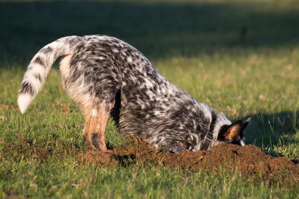 Australian Cattle Dog Blue Heeler Cavando Agujero Hierba —  Fotos de Stock