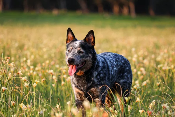 Australian Cattle Dog Blue Heeler Steht Einem Blumenfeld Cape Tullips — Stockfoto