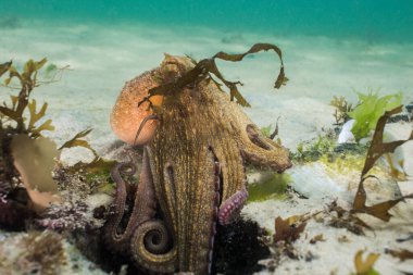 Ahtapot (Octopus vulgaris) saklanmak için ininden çıkıyor..