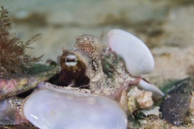 Beyaz kabuklarla saklanan ortak bir ahtapot (Ahtapot görgüsüzleri) yakın plan.