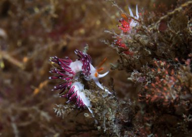 Zarif bir çıplaklığın (Cratena sp.1) yan görüntüsü soluk bir vücut ve seratı kırmızımsı veya turuncu ve beyaz uçludur..