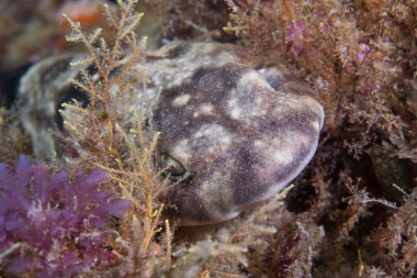 Deniz bitkilerinin arasına gizlenmiş bir Puffadder tefecisine (Haploblepharus edwardsii) yakın plan.
