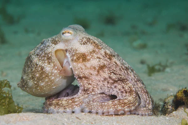 Vue Latérale Une Pieuvre Commune Octopus Vulgaris Assise Fond Océan — Photo
