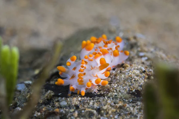 Oranžový Mořský Slimák Limacia Clavigera Bílým Tělem Četnými Oranžovými Výčnělky — Stock fotografie