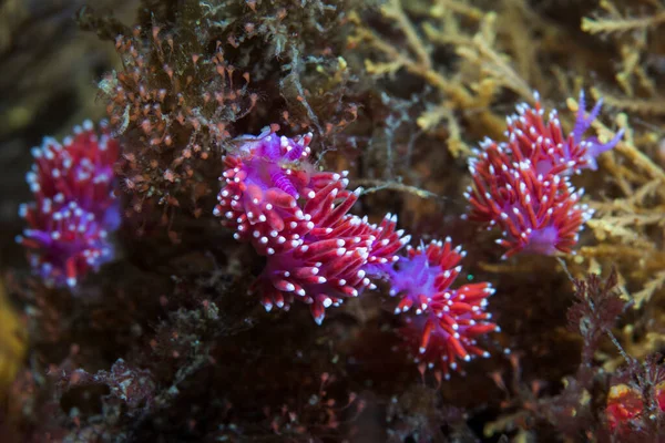 Groupe Nudibranches Dame Pourpre Flabellina Funeka Éolide Mince Corps Violet — Photo