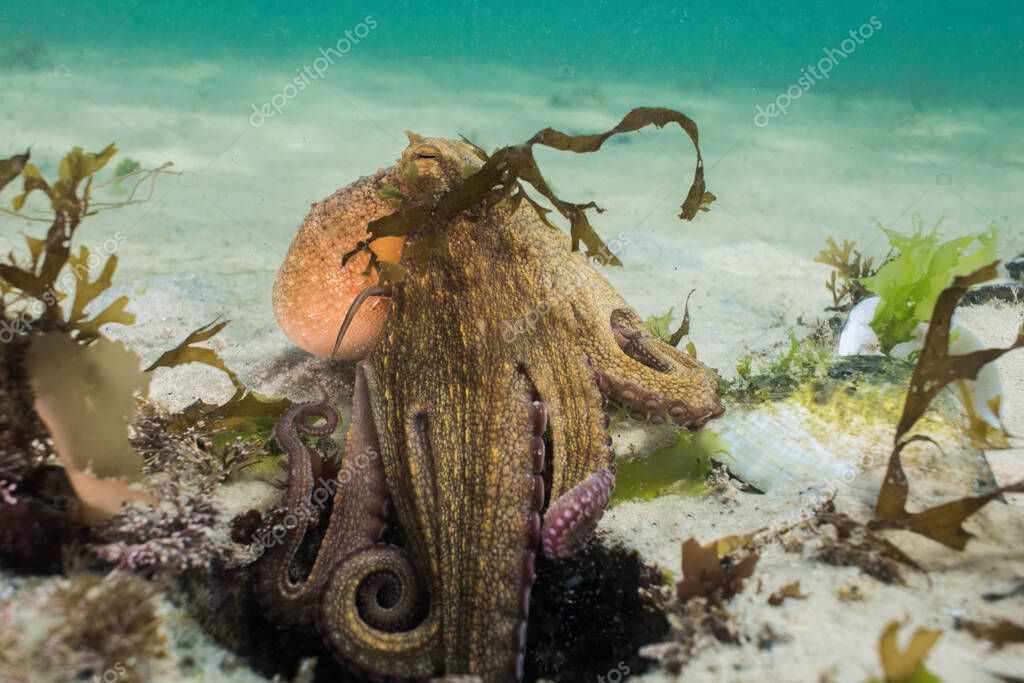 Common Octopus (Octopus vulgaris) climbing out of its den trying to hide.