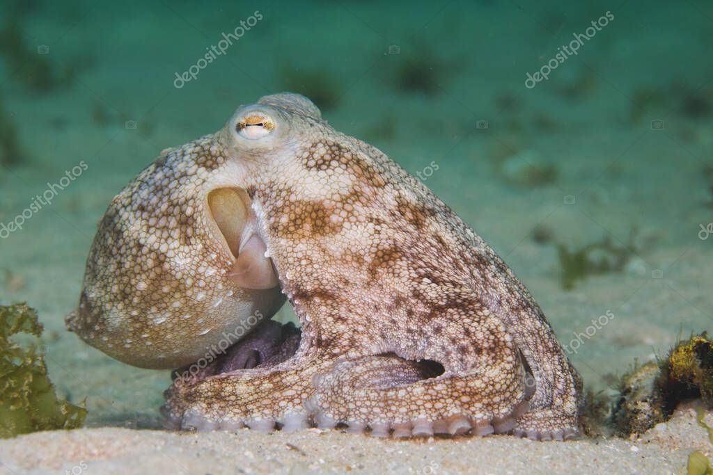 Side view of a Common Octopus (Octopus vulgaris) sitting on the ocean floor with its arms tucked underneath his body.