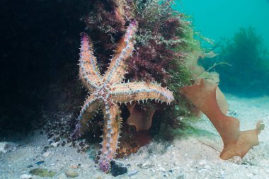Resifte oturan büyük bir dikenli deniz yıldızı (Marthasterias buzulu).