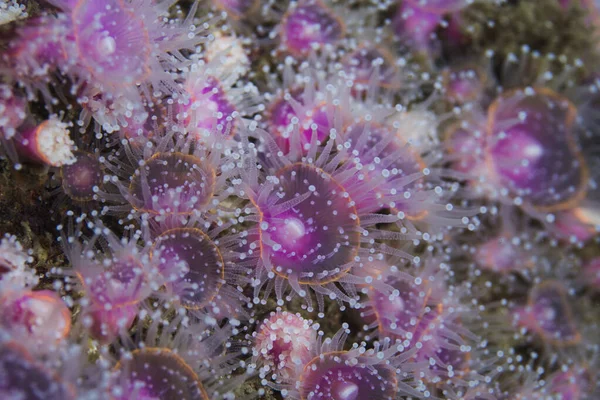 Anémones Aux Fraises Actinia Fragacea Petites Anémones Rose Clair Qui — Photo