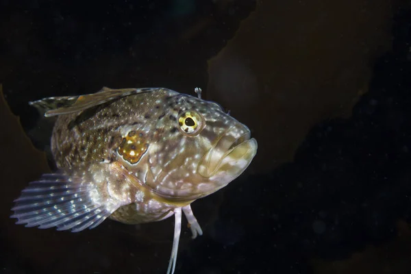 Super Klipfish Clinus Superciliosus Sitting Seagrass Dark Background — Stock Photo, Image