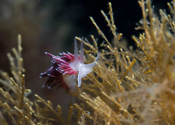 ホワイトエッジのヌディブランチ Flabellina Capensis 海のスラッグのフロントビュー 多数の濃い赤のセラータと淡いボディすべての白でエッジ — ストック写真