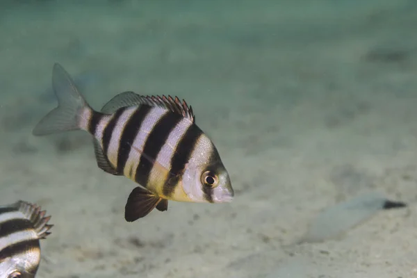 A Zebra (Diplodus hottentotus) fish with a light body and black stripes.