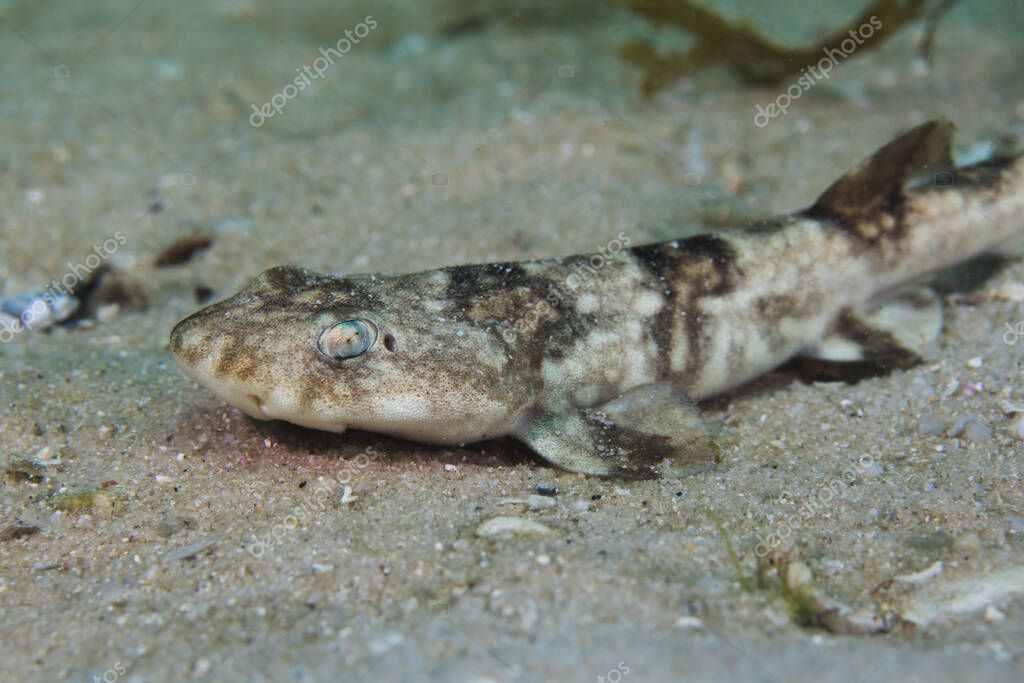 Side view of a Puffadder shyshark (Haploblepharus edwardsii) sitting on the sand.