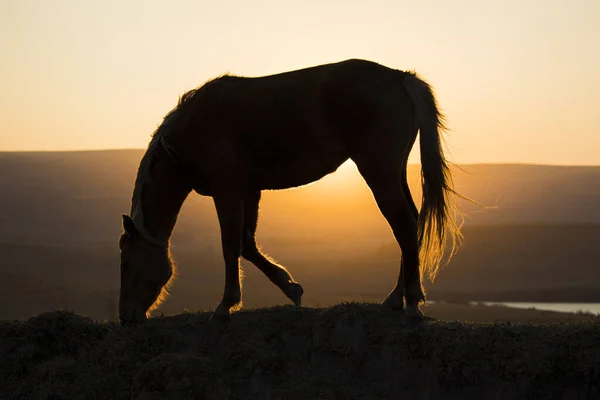 Silhouette Horse Peacefully Grazing Sunset Full Length Side Profile — Stock Photo, Image