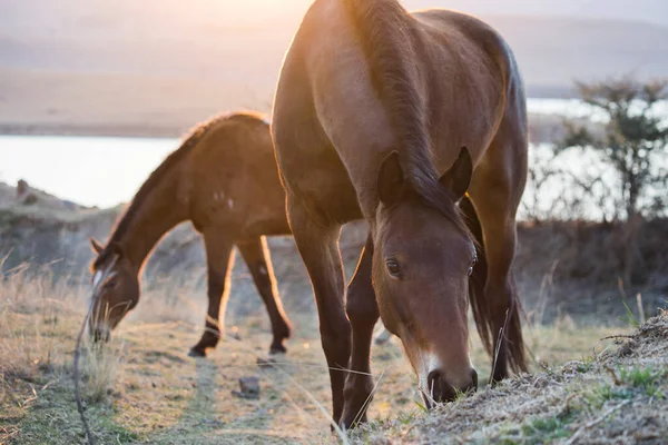 Horses Peacefully Grazing Sunset Close — Stock Photo, Image