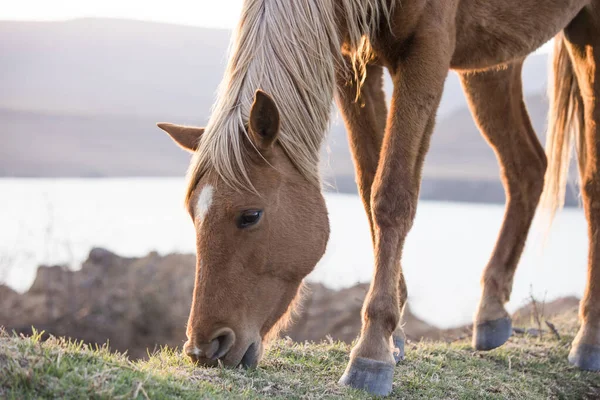 Closeup Chestnut Brown Horse Peacefully Grazing Sunset — Stock Photo, Image