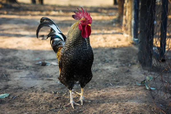 Rooster Cockerel Cock Standing Facing Camera Beautiful Big Red Comb — Stock Photo, Image