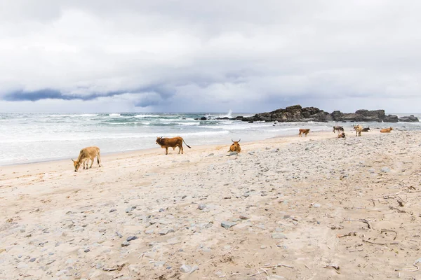 Paisagem Rural Transkei África Sul Com Gado Praia Areia Branca — Fotografia de Stock